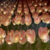 Night Light in The Shape of a Cloud Flower Sea Tulip